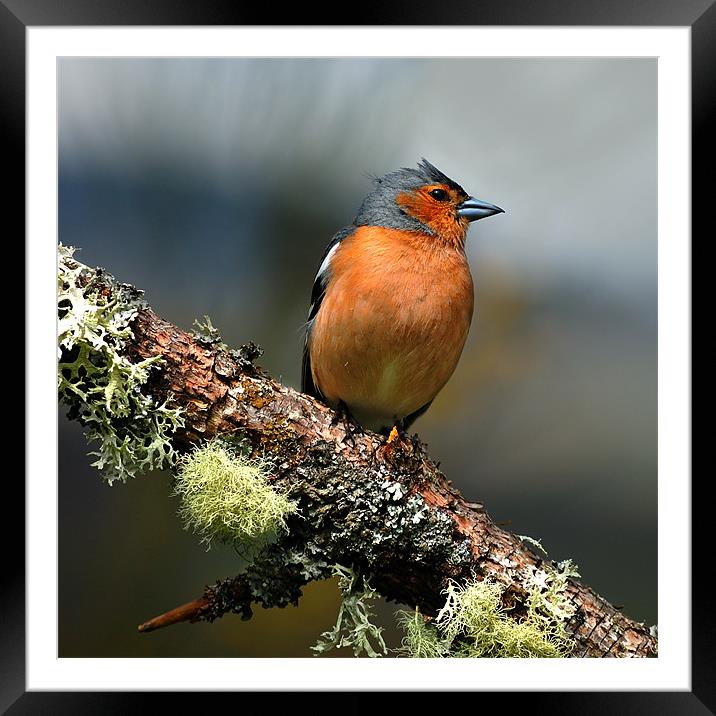 Chaffinch Framed Mounted Print by Macrae Images