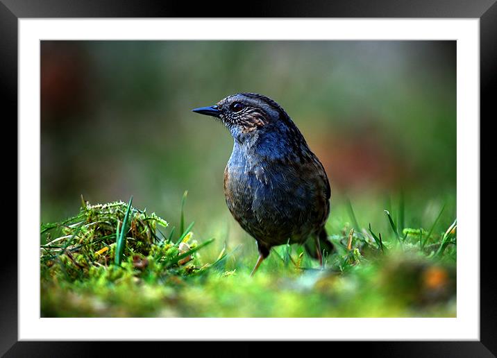 Dunnock Framed Mounted Print by Macrae Images