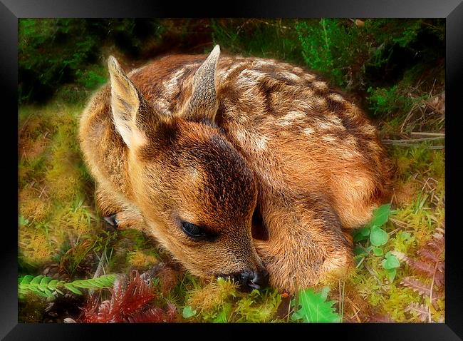 Roe deer fawn Framed Print by Macrae Images