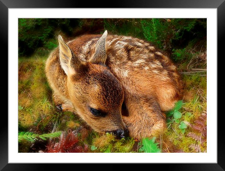 Roe deer fawn Framed Mounted Print by Macrae Images