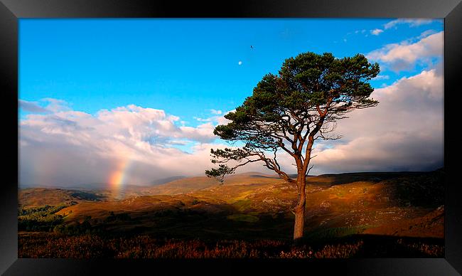 Caledonian colours Framed Print by Macrae Images