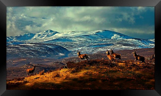 Stags at Strathglass Framed Print by Macrae Images