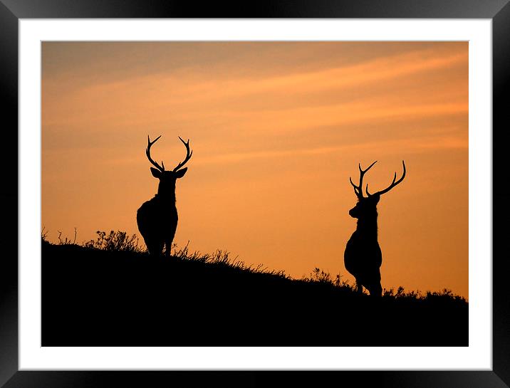 Stag silhouettes Framed Mounted Print by Macrae Images