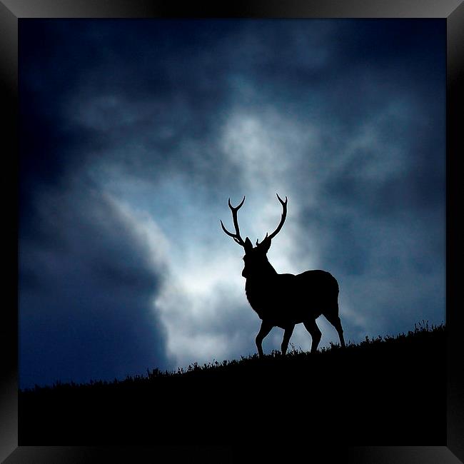 The stag Framed Print by Macrae Images