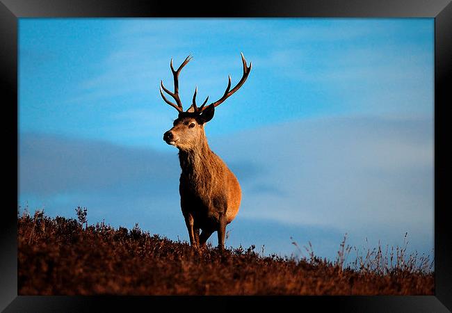 Highland Stag Framed Print by Macrae Images