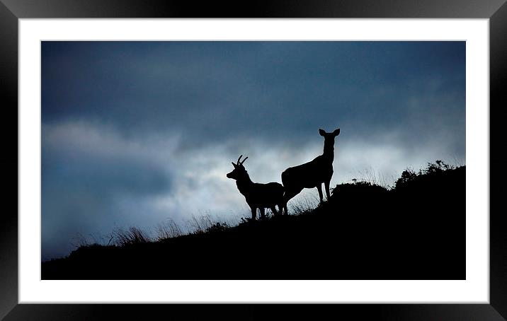 Keeping watch Framed Mounted Print by Macrae Images