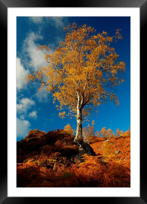 Autumn Gold Framed Mounted Print by Macrae Images