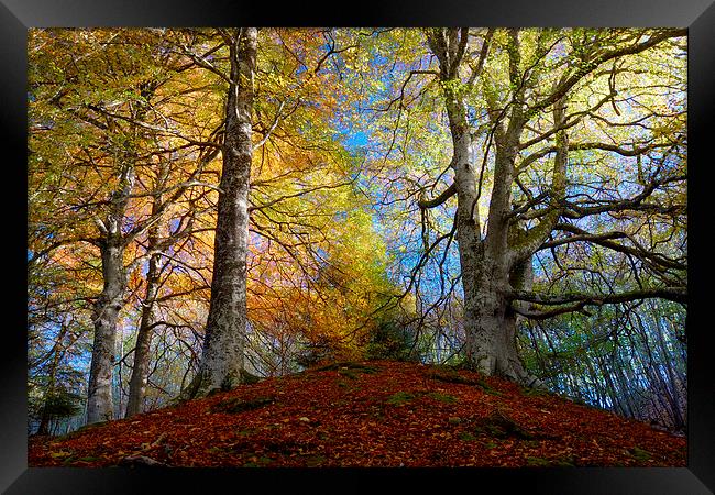 Reelig Forest Framed Print by Macrae Images
