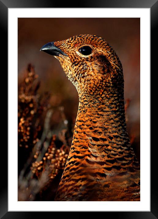 Red Grouse Framed Mounted Print by Macrae Images