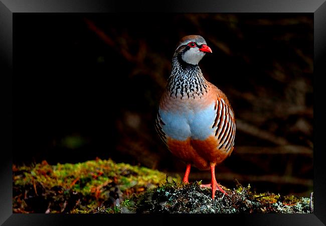 Red-legged Partridge Framed Print by Macrae Images