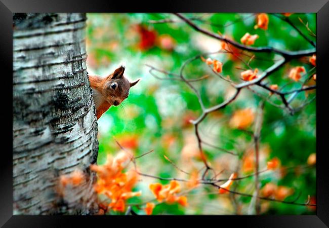Red squirrel Framed Print by Macrae Images