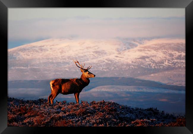 Red deer stag Framed Print by Macrae Images