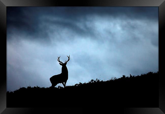 Stag silhouette Framed Print by Macrae Images