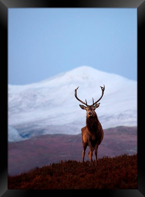 Winter stag portrait Framed Print by Macrae Images
