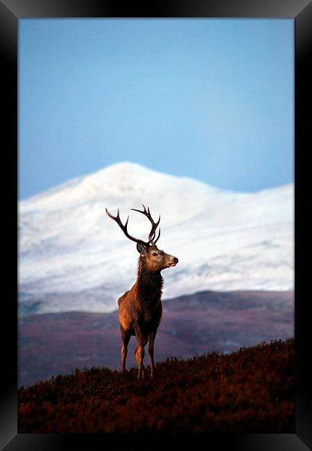 Winter stag portrait Framed Print by Macrae Images