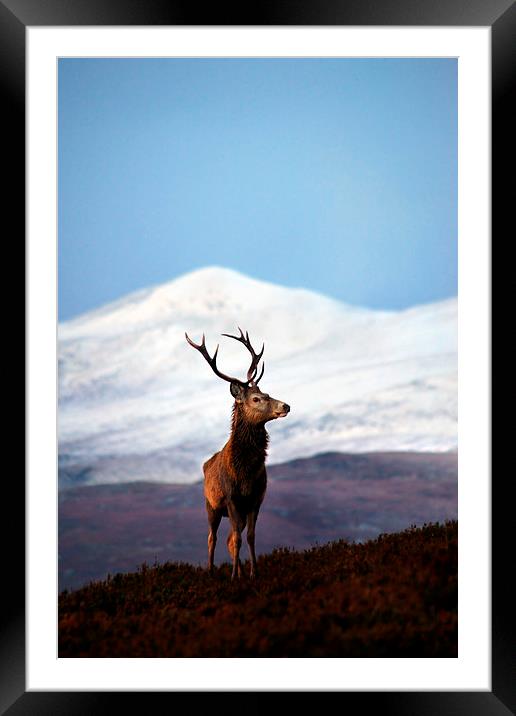 Winter stag portrait Framed Mounted Print by Macrae Images