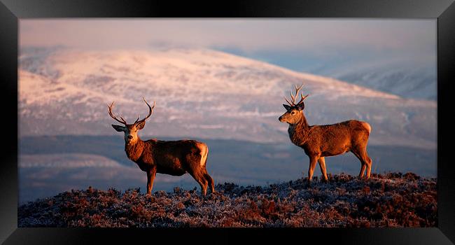 Red deer stags Framed Print by Macrae Images