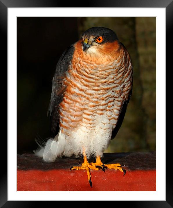 Sparrowhawk Framed Mounted Print by Macrae Images