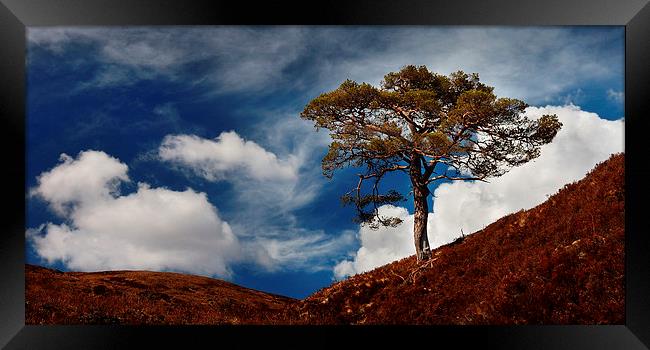 Scots pine, Glen Affric Framed Print by Macrae Images