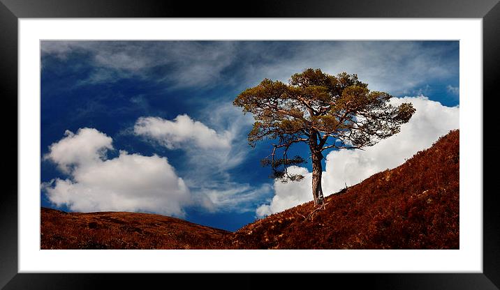 Scots pine, Glen Affric Framed Mounted Print by Macrae Images