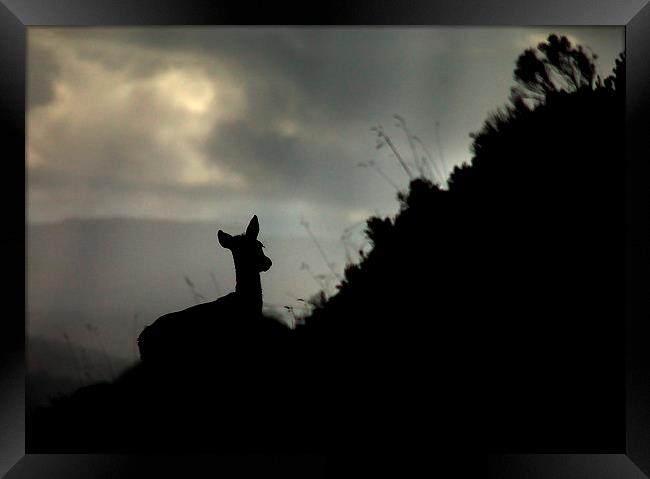 Deer silhouette Framed Print by Macrae Images
