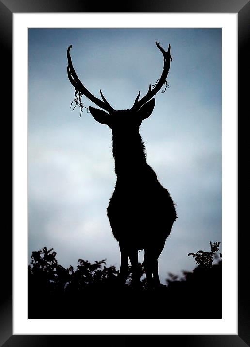 Stag silhouette Framed Mounted Print by Macrae Images
