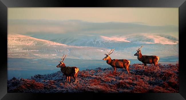 Red deer stags Framed Print by Macrae Images
