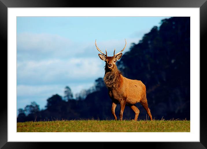 Young stag Framed Mounted Print by Macrae Images