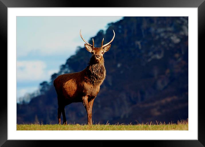 Red deer stag Framed Mounted Print by Macrae Images