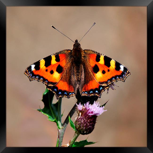   Small Tortoiseshell Butterfly Framed Print by Macrae Images