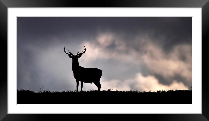   Stag silhouette Framed Mounted Print by Macrae Images