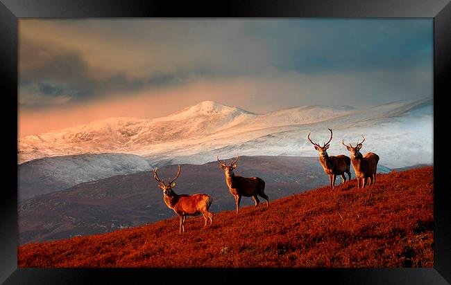 Highland Stags Framed Print by Macrae Images