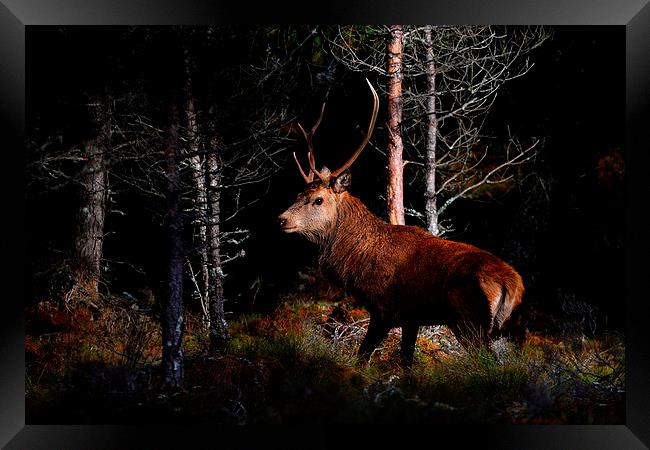  Stag in the woods Framed Print by Macrae Images