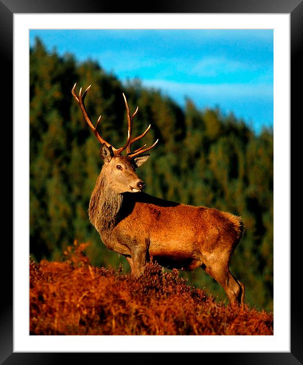  Red deer stag Framed Mounted Print by Macrae Images
