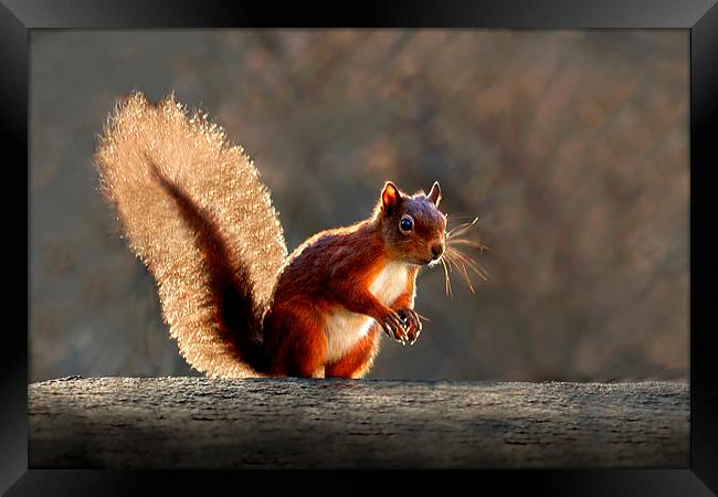  Red squirrel Framed Print by Macrae Images