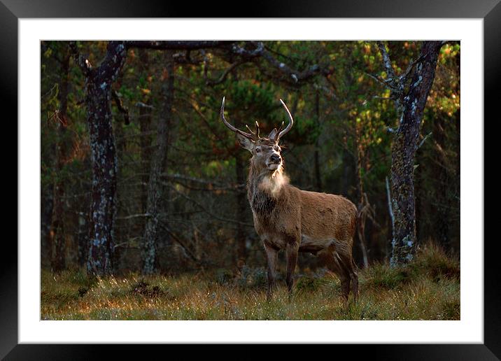   Stag in the woods Framed Mounted Print by Macrae Images
