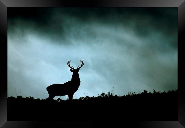    Stag silhouette Framed Print by Macrae Images