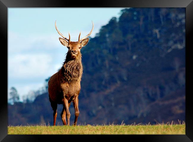  Red deer stag Framed Print by Macrae Images
