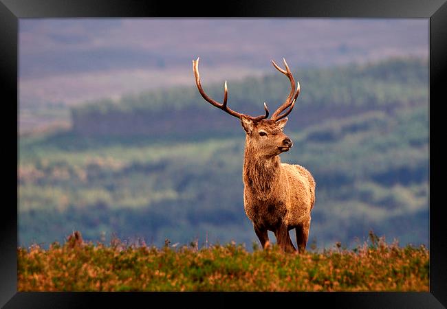   Red deer stag Framed Print by Macrae Images