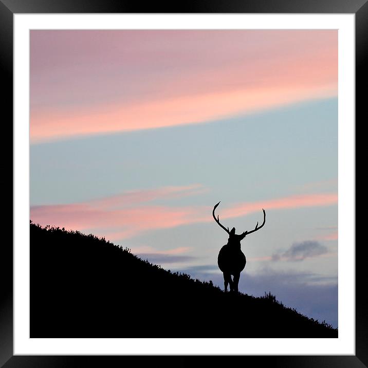     Stag silhouette Framed Mounted Print by Macrae Images