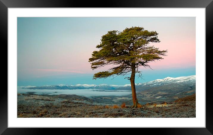  Scots pine Strathglass Framed Mounted Print by Macrae Images