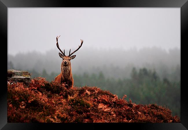   Red deer stag Framed Print by Macrae Images
