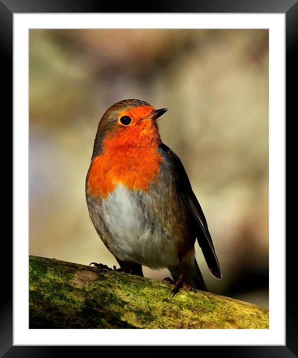  Robin Framed Mounted Print by Macrae Images