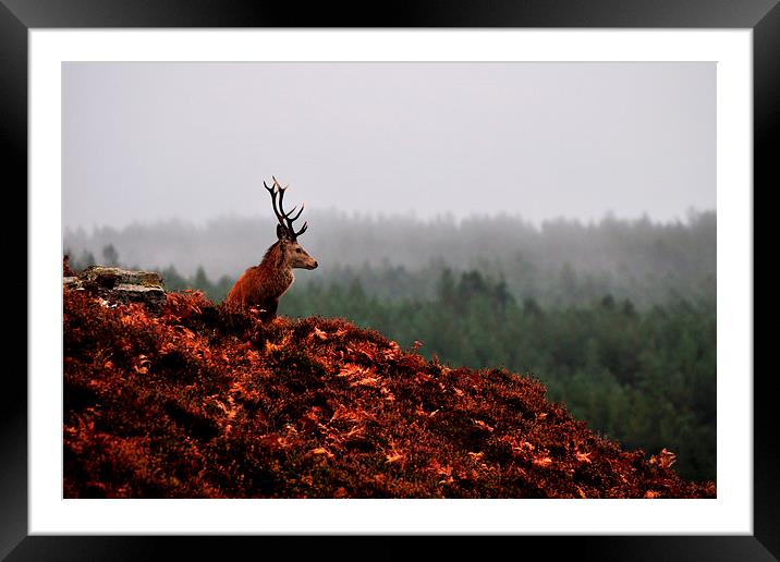   Red Deer Stag Framed Mounted Print by Macrae Images