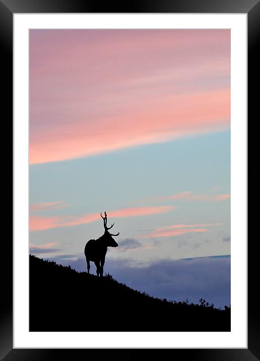     Stag Silhouette Framed Mounted Print by Macrae Images