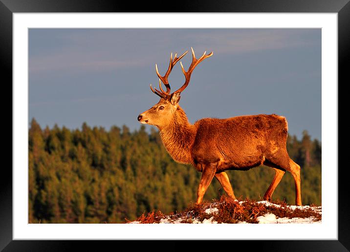 Red Deer Stag in the Winter Sun Framed Mounted Print by Macrae Images