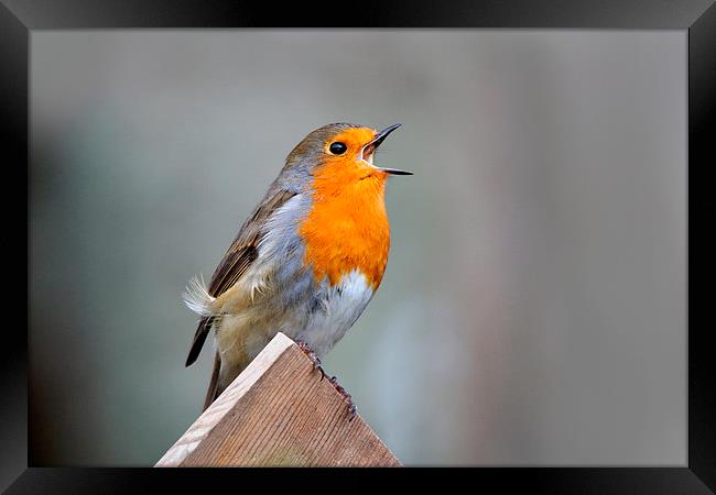  Robin Song Framed Print by Macrae Images