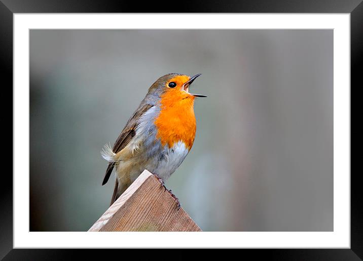  Robin Song Framed Mounted Print by Macrae Images