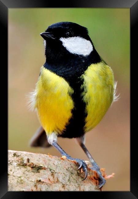  Great Tit Framed Print by Macrae Images
