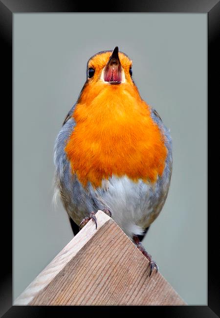   Robin in Song Framed Print by Macrae Images